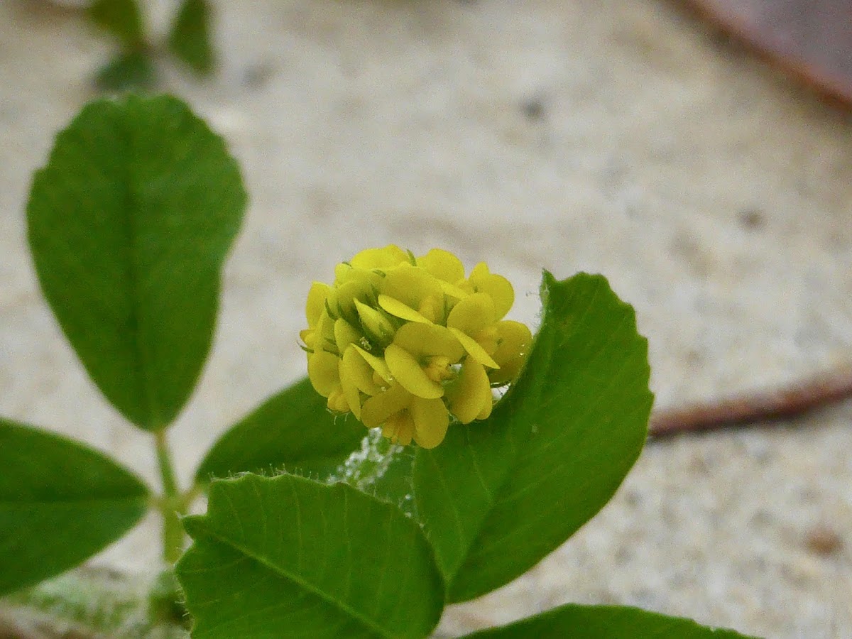 Black Medick