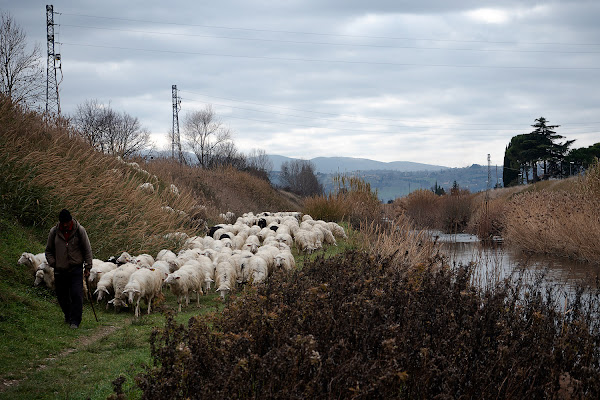 Pascolo in città di ugo