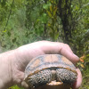 Gopher Tortoise