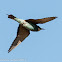 Bee-eater; Abejaruco