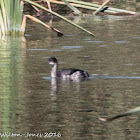 Black-necked Grebe; Zampullín Cuellinegro