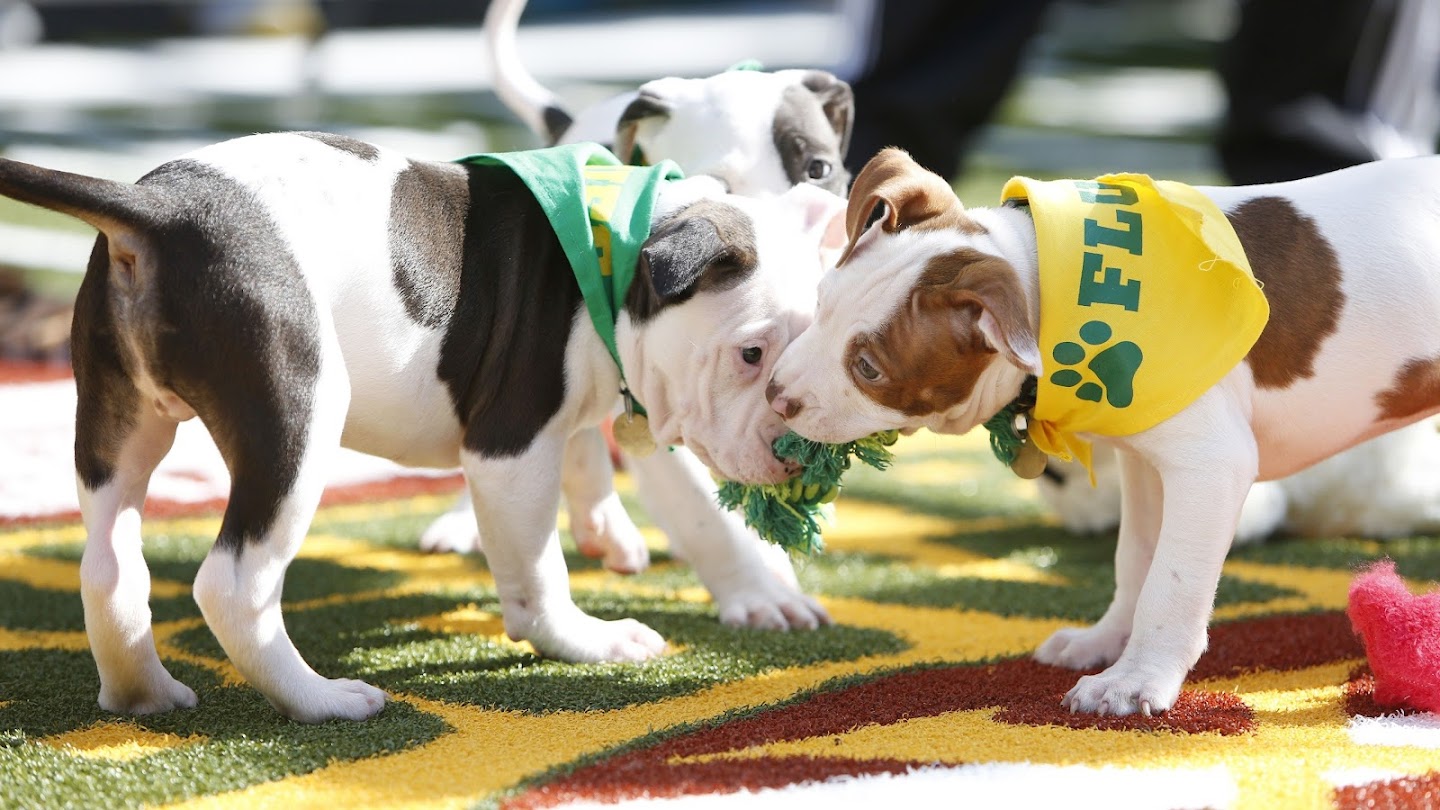 Puppy Bowl XIII