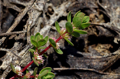 Illecebrum verticillatum