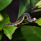 Owlet Moth Caterpillar