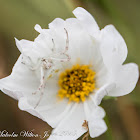 Crab Spider