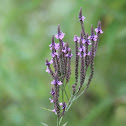 blue vervain