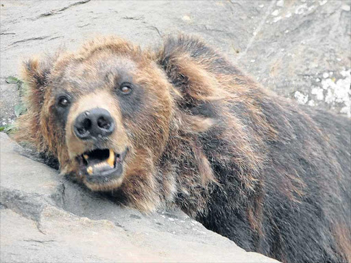 FORLORN: The photo of one of the East London zoo’s bears which outraged social media users. Picture: Supplied