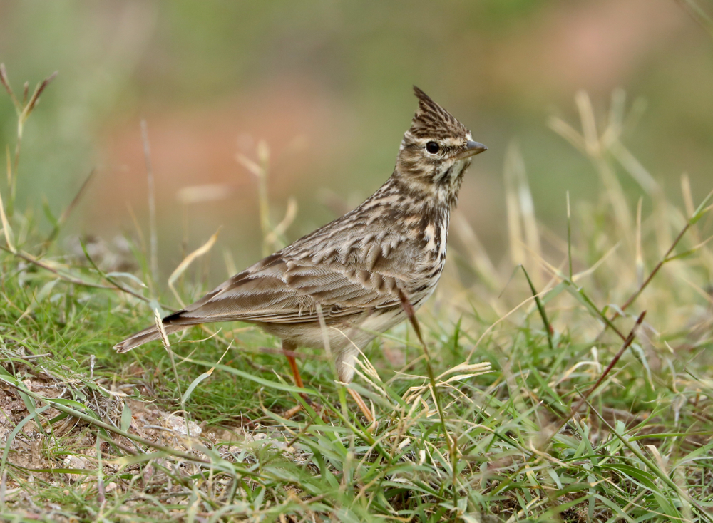 Thekla Lark