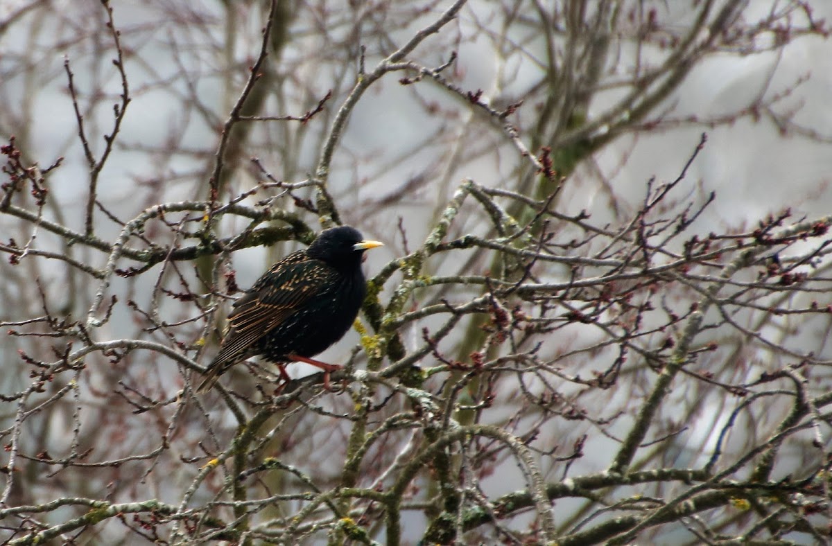 European Starling