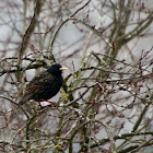 European Starling