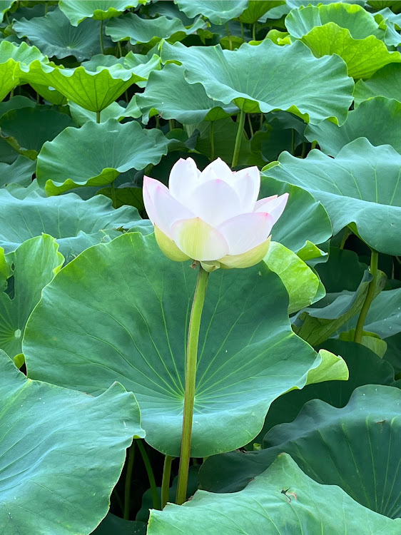 セレナの久しぶりの洗車・夏が好き・気分がいい・ビールに枝豆・蓮の花に関するカスタム事例の投稿画像3枚目