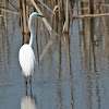 Great Egret