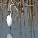 Great Egret