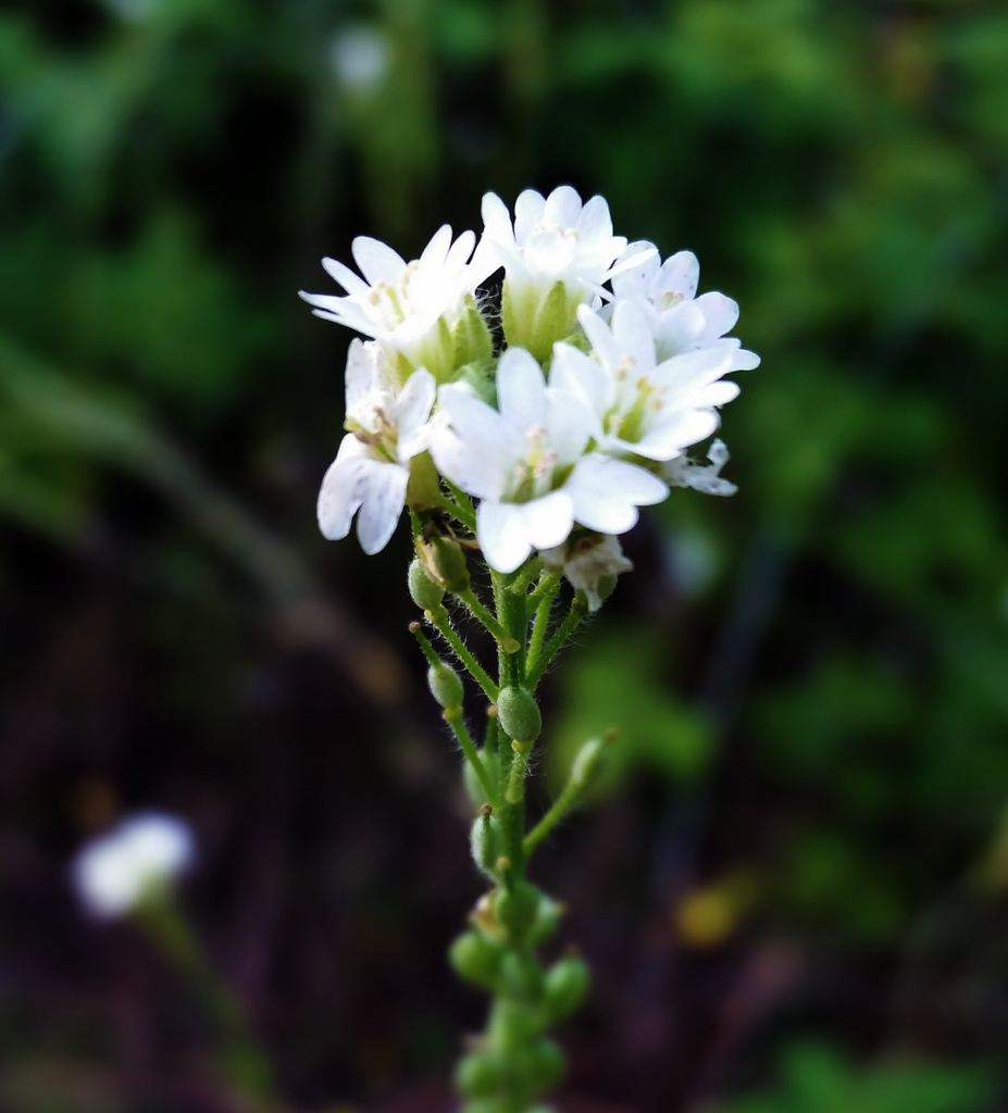 Hoary Alyssum