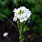 Hoary Alyssum