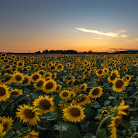 Sunflowers di 