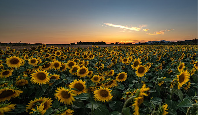 Sunflowers di alessio_forgiarini