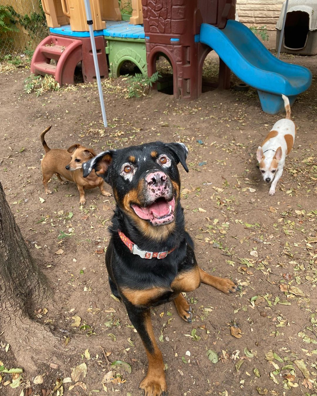 Yeti the Rottweiler Mix - Dog with Vitiligo