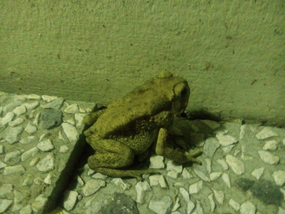 Asian Common Toad