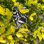 Tiger Swallowtail