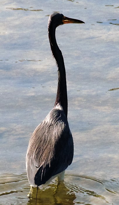 Tricolored Heron