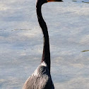 Tricolored Heron