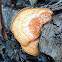 Nameless Shelving Polypore