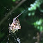 Arrowback Orb Weaver