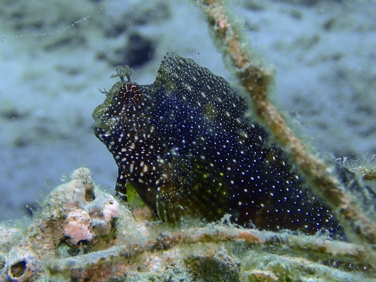 White-Spotted Blenny