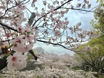 恋は桜のように ~2話~