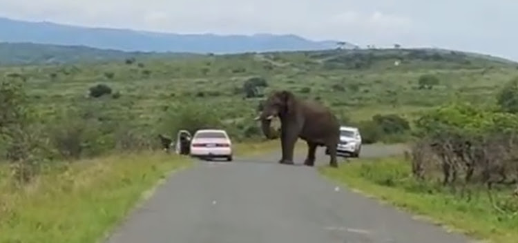 A man alights from the passenger side of a car in Hluhluwe Game Reserve after a hair-raising encounter with an elephant bull.