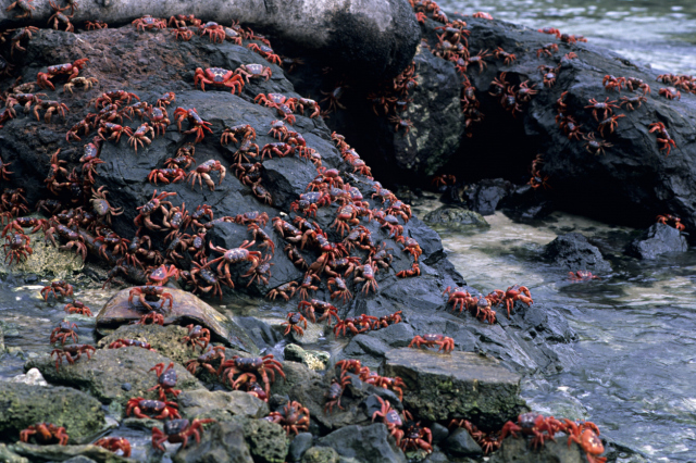 christmas-island-red-crabs-gecarcoidea-natalis-spawning-in-s-2.jpg