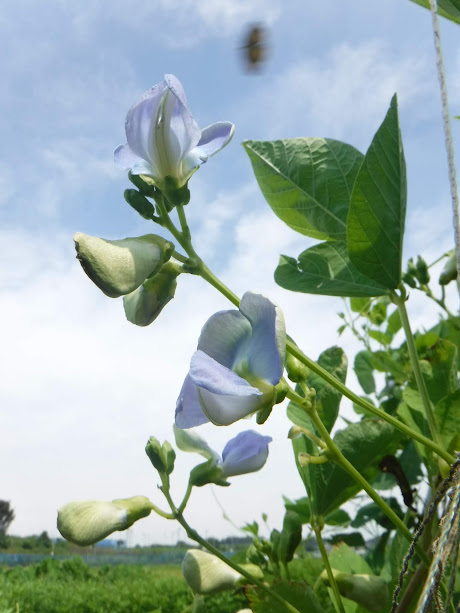 四角豆の花、青くてきれい