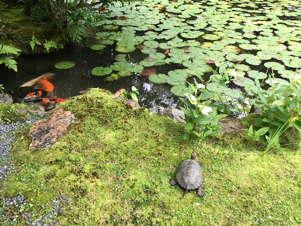 Japanese pond turtle