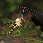 Tiger Crane Fly