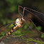 Tiger Crane Fly