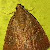 The eight-spot moth