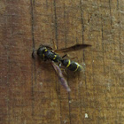 Mason Wasp