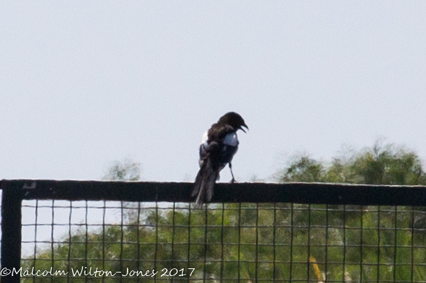 Magpie; Urraca