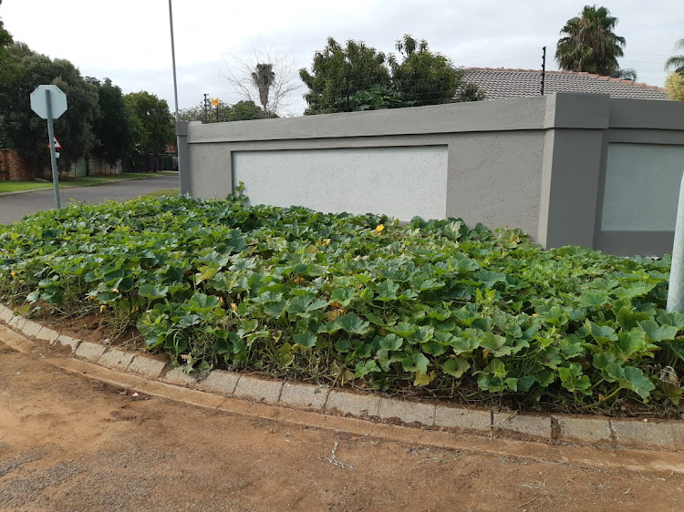 Joe Nkuna's pavement vegetable garden.