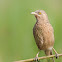 Striated Babbler