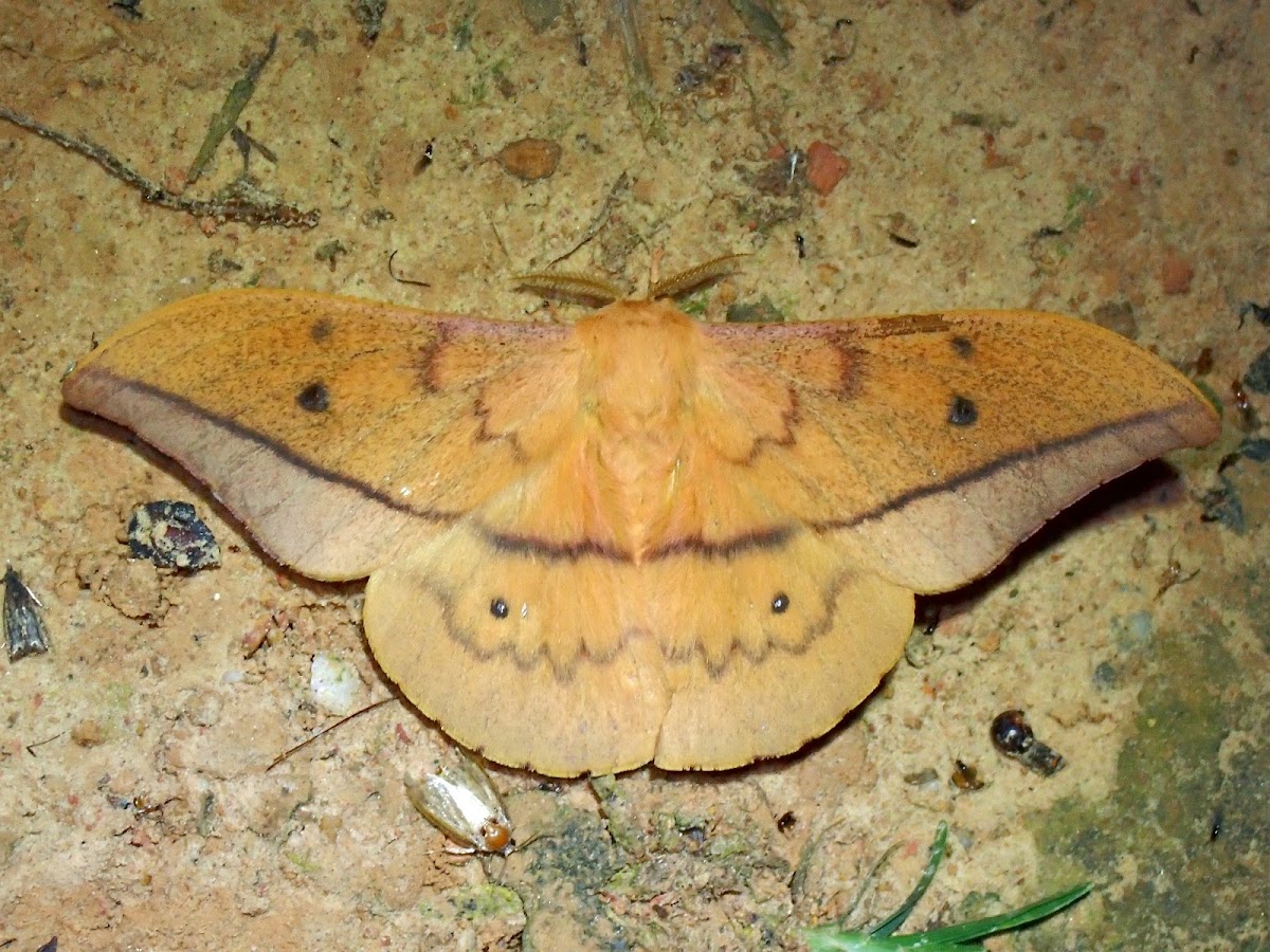 Emperor Moth