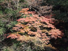 沢沿いの紅葉