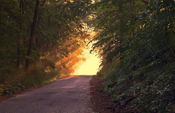 Wald Weg Licht.jpg