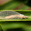 Green Lacewing