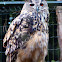 European Owl