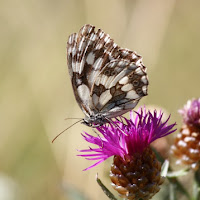 Il fiore e la farfalla di 