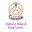 Basset Hound Dog Breed - Thanesix.com