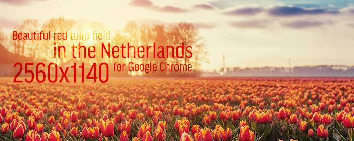 Beautiful red tulip field in the Netherlands marquee promo image