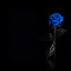 Blue Rose Wallpapers HD Theme